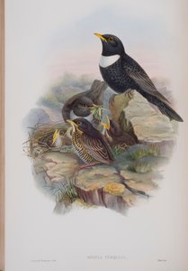 Merula Torquata, tablica z The Birds of Great Britain Johna Goulda, opublikowana w latach 1862-73 (litografia ręcznie kolorowana) autorstwa John Gould