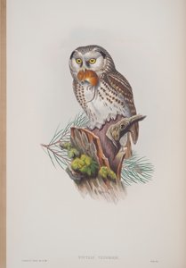 Nyctale Tengmalmi, płyta z The Birds of Great Britain autorstwa Johna Goulda, wydana w latach 1862-73 (litografia ręcznie kolorowana) autorstwa John Gould
