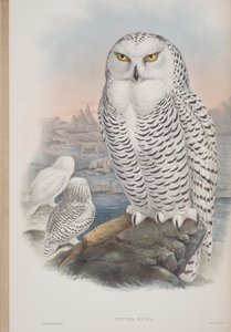 Nyctea Nivea, płyta z The Birds of Great Britain autorstwa Johna Goulda, wydana w latach 1862-73 (litografia ręcznie kolorowana) autorstwa John Gould