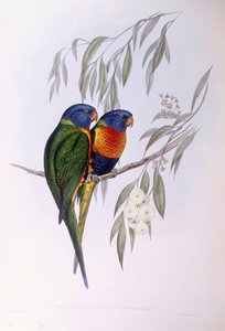 Lorysa ozdobna (Trichoglossus ornatus), Grawerowanie Johna Gould autorstwa John Gould