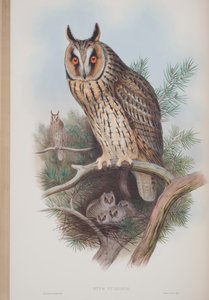 Otus Vulgaris, tablica z The Birds of Great Britain Johna Goulda, opublikowana w latach 1862-73 (litografia ręcznie kolorowana) autorstwa John Gould