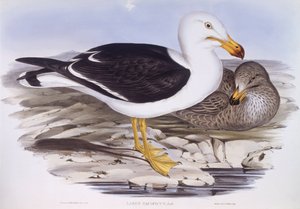 Mewa pacyficzna (Larus pacificus), Grawerowanie autorstwa Johna Gould autorstwa John Gould