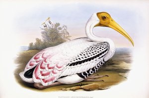Malowany Bocian autorstwa John Gould
