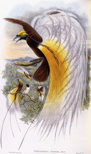 Paradisaea Mniejsze autorstwa John Gould