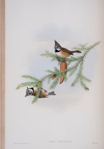 Parus Cristatus, płyta z The Birds of Great Britain autorstwa Johna Goulda, wydana w latach 1862-73 (litografia ręcznie kolorowana)
