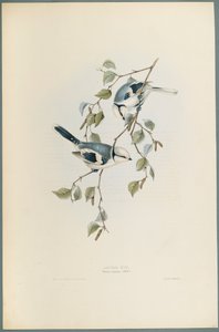 Parus Cyanus: Sikora Błękitna (kolor lito na papierze tkanym) autorstwa John Gould