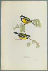 Parus Major: bogatka (kolor lito na papierze tkanym) autorstwa John Gould