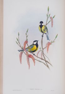 Parus Major, płyta z The Birds of Great Britain autorstwa Johna Goulda, wydana w latach 1862-73 (litografia ręcznie kolorowana) autorstwa John Gould