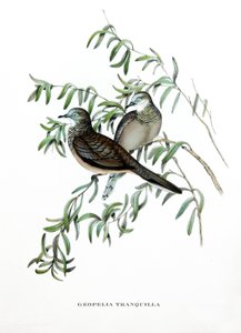 Gołąb pocztowy, ptaki z Australii, rycina z książki Johna Goulda (1804-1881) "Ptaki tropikalne" autorstwa John Gould
