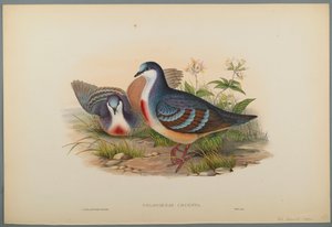 Philogoenas Cruenta (kolor lito na papierze tkanym) autorstwa John Gould