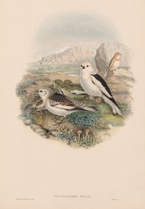 Plestrophanes Nivalis autorstwa John Gould