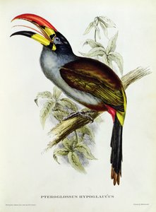 Pteroglossus Hypoglaucus z 
