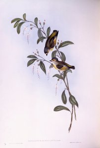 Pardalota czerwonobrązowa (Pardalotus rubricatus), rycina autorstwa Johna Goulda autorstwa John Gould
