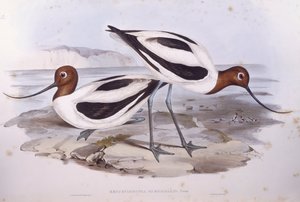 Szaszłyk szablasty (Recurvirostra novaehollandiae), Grawerowanie Johna Gould autorstwa John Gould
