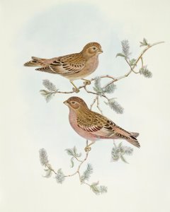 Zięba różowa (Erythrospiza incarnata), rycina Johna Goulda autorstwa John Gould