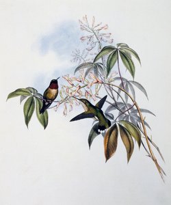Koliber rubinobrody (Archilochus colubris), grawerowanie z monografii Trochilidae lub kolibrów (1849-1861), John Gould (1804-1881), Wielka Brytania