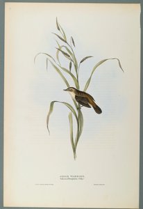 Salicaria Phragmatis: Pokrzewka (kolor lito na papierze tkanym) autorstwa John Gould