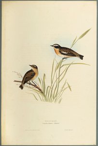 Saxicola Rubetra - Pokląskwa (kolor lito na papierze tkanym) autorstwa John Gould