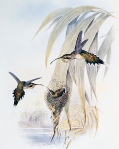 Pustelnik łuskowaty (Phaethornis eurynome), grawerowanie z monografii Trochilidae lub kolibrów (1849-1861), Johna Goulda (1804-1881), Wielka Brytania autorstwa John Gould