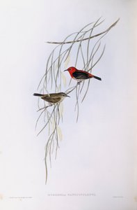 Szkarłatna myzomela (Myzomela sanguinolenta), Grawerowanie autorstwa Johna Gould autorstwa John Gould