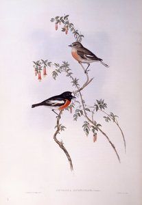 Szkarłatny rudzik (Petroica wielokolorowy), Grawerowanie autorstwa Johna Gould autorstwa John Gould