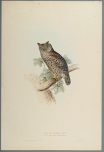Scops Aldrovandi - Scops Eared Owl (kolor lito na papierze tkanym) autorstwa John Gould