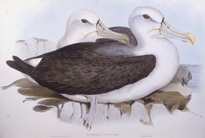 Albatros nieśmiały (Diomedea o Thalassarche cauta), Grawerowanie Johna Goulda autorstwa John Gould