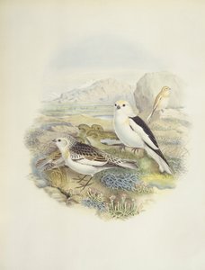 Trznadel śnieżny (Plectrophenax nivalis), ilustracja autorstwa John Gould