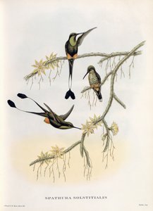 Spathura Solstitialis autorstwa John Gould