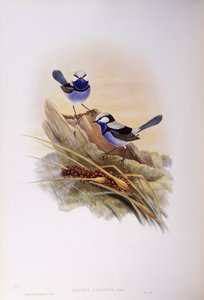 Splendid fairywren (Malurus splendens), Grawerowanie autorstwa Johna Gould autorstwa John Gould