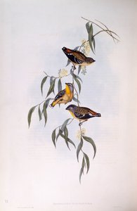 Pardalota cętkowana (Pardalotus punctatus), Grawerowanie Johna Gould autorstwa John Gould