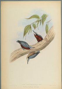 Stila Castaneoventris, Kowalik Kasztanowy (kolor lito na papierze tkanym) autorstwa John Gould