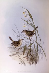 Tatarak prążkowany (Calamanthus fuliginosus), Grawerowanie Johna Gould autorstwa John Gould