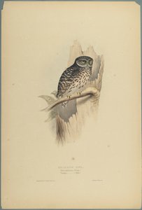 Strix Pafsernia - Noctua (kolor lito na papierze tkanym) autorstwa John Gould