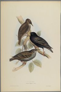 Sturnus Vulgaris - Starling (kolor lito na papierze tkanym)