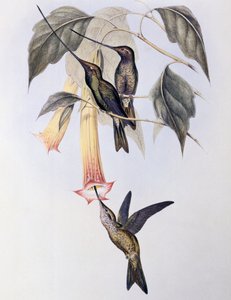 Koliber mieczodzioby (Docimastes ensiferus) autorstwa John Gould