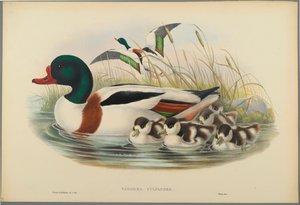 Tadorna Vulpanser: Sheldrake (kolor lito na papierze tkanym) autorstwa John Gould