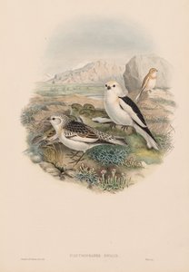 Ptaki Wielkiej Brytanii: Plestrophanes nivalis. autorstwa John Gould
