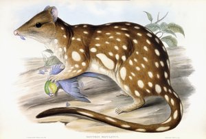 Tygrys Quoll autorstwa John Gould