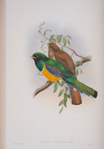 Trogon Atriccollis, płyta z The Birds of Great Britain autorstwa Johna Goulda, wydana w latach 1862-73 (litografia ręcznie kolorowana) autorstwa John Gould