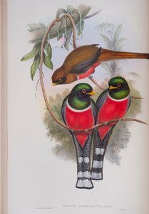 Trogon Personatus, płyta z The Birds of Great Britain autorstwa Johna Goulda, wydana w latach 1862-73 (litografia ręcznie kolorowana) autorstwa John Gould