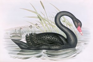 Nieznany obraz autorstwa John Gould