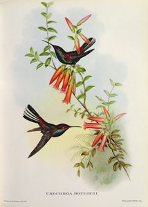 Urochroa Bougieri autorstwa John Gould