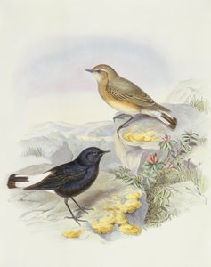 Ziarno pszenicy (Oenanthe picata), Grawerowanie Johna Gould autorstwa John Gould