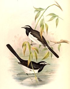 Pliszka białobrewa (duża pliszka żałobna) Motacilla maderaspatensis Gmelin autorstwa John Gould