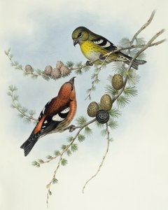 Krzyżodziób białoskrzydły (Loxia leucoptera), Grawerowanie Johna Gould autorstwa John Gould