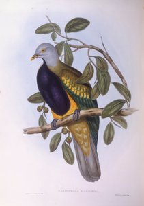 Wompoo gołębica owocowa (Ptilinopus magnificus), Grawerowanie Johna Gould autorstwa John Gould