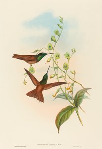 Diphogena aurora (Tęcza Goulda)