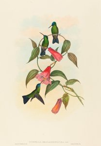 Eucephala smaragdocaerulea (nimfa leśna Goulda)