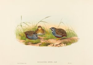 Minima Excalftoria (Przepiórka Niebieska)